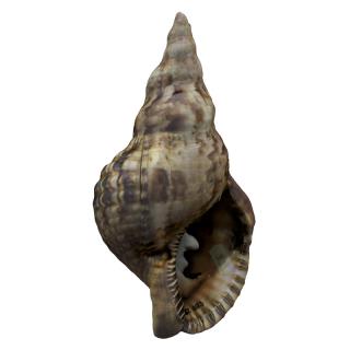 Sea Shell Base 3D Scan #2